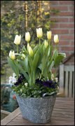 vvbvanbree bloemen en planten j  3162